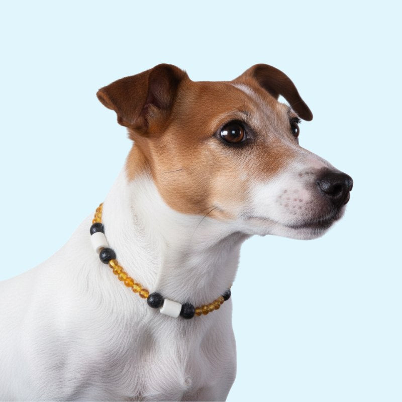 GuardianStone™ Dog Collar – Anti-Tick Shield with Gemstone Healing