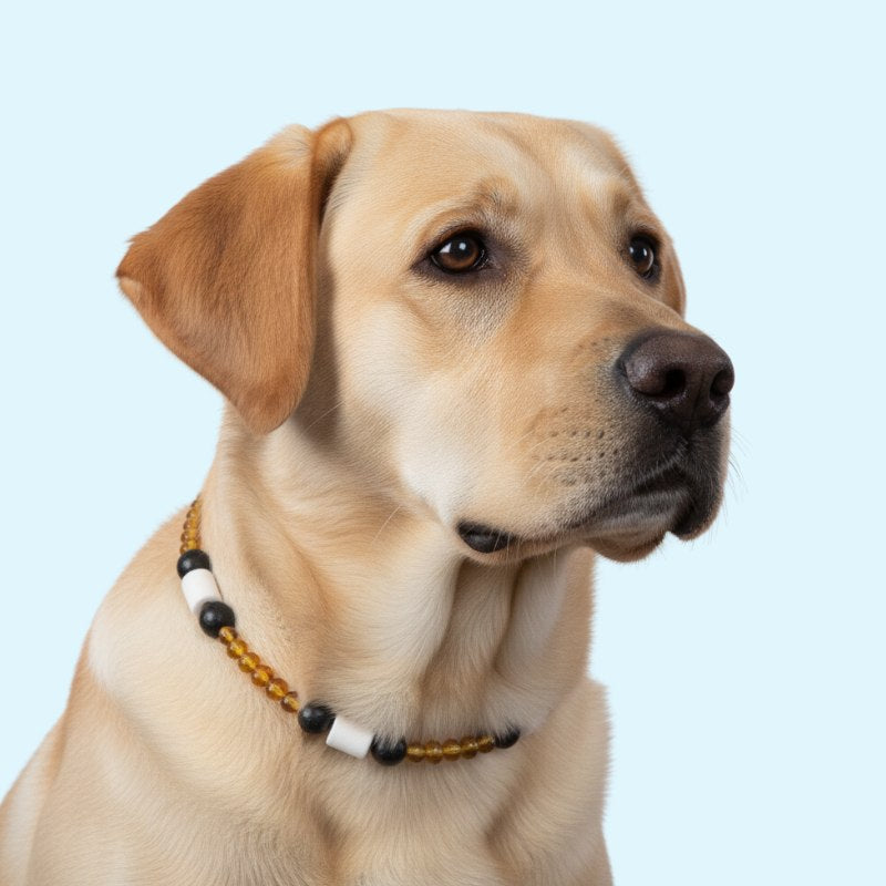 GuardianStone™ Dog Collar – Anti-Tick Shield with Gemstone Healing