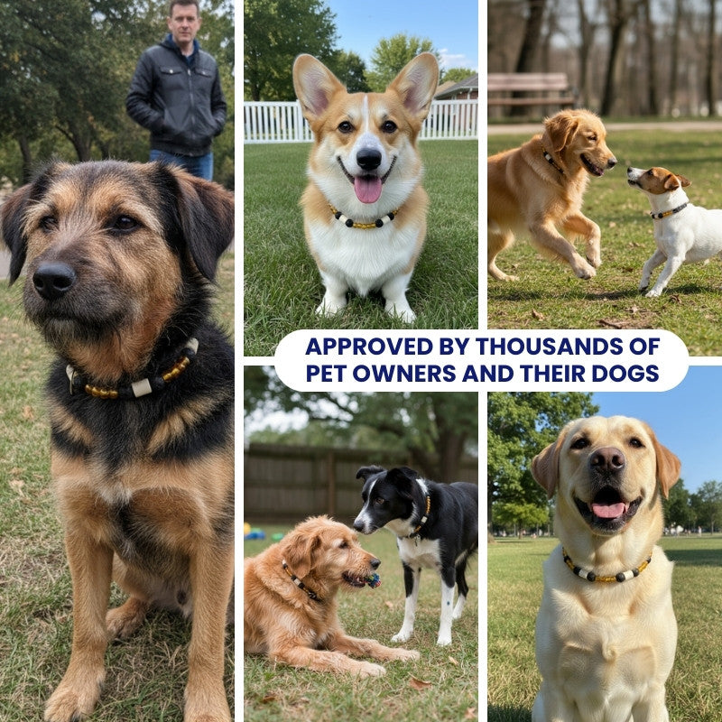 GuardianStone™ Dog Collar – Anti-Tick Shield with Gemstone Healing